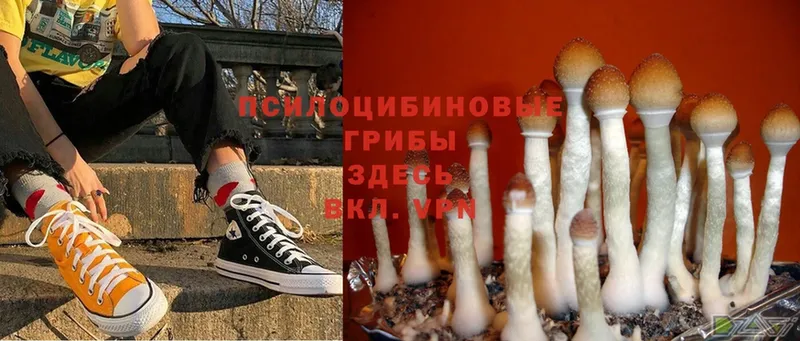 Псилоцибиновые грибы Psilocybine cubensis  Лиски 